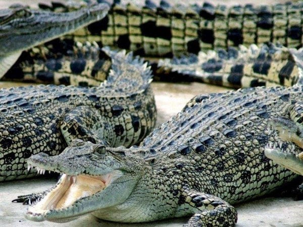 Nằm mơ thấy cá sấu đánh con gì ăn chắc thắng độc đắc?