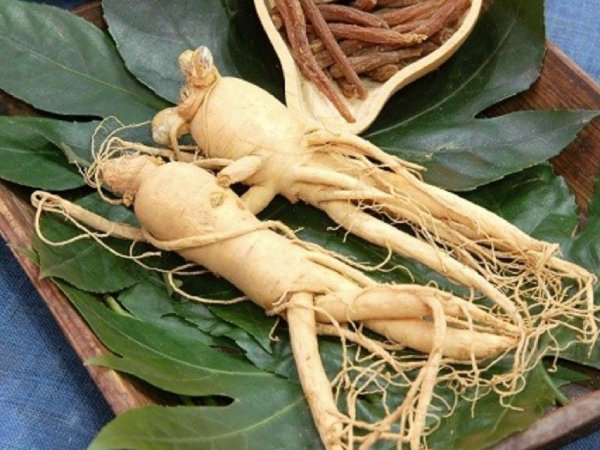 Ngủ mơ thấy nhân sâm có điềm báo gì tốt hay xấu?