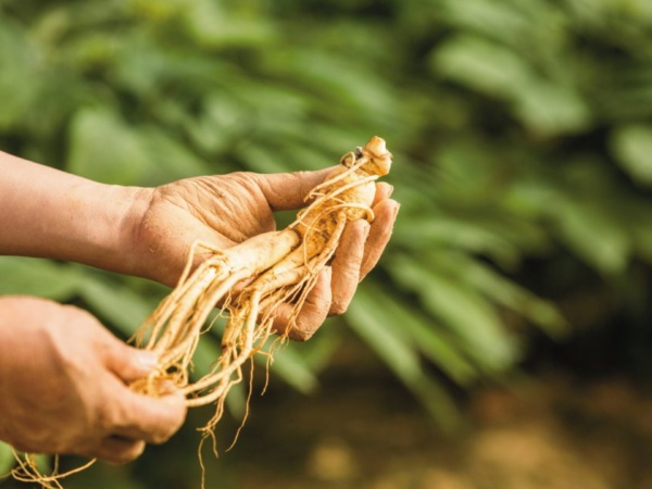 Ngủ mơ thấy nhân sâm có điềm báo gì tốt hay xấu?