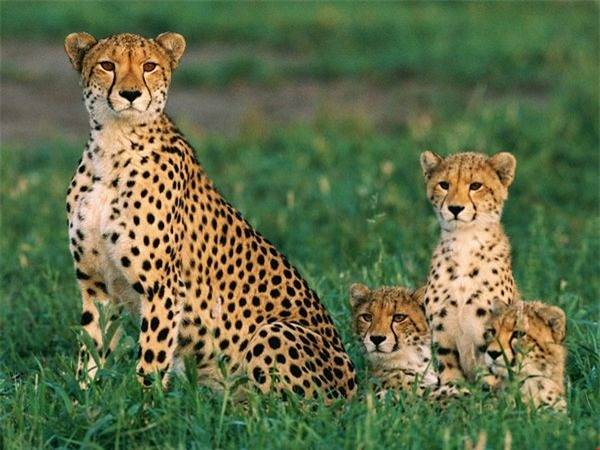 Chiêm bao thấy con báo cho thấy điều gì may hay xui