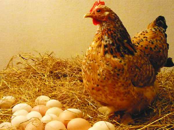 Cùng luận giải ý nghĩa giấc mơ thấy gà mái