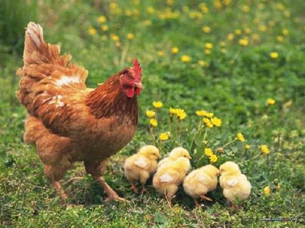 Cùng luận giải ý nghĩa giấc mơ thấy gà mái