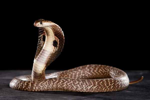 Ngủ mơ thấy rắn hổ mang cắn: Điềm dữ hay phúc lành?