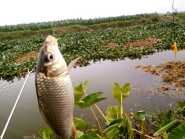 Nằm mơ thấy câu được cá có phải điềm tài lộc?
