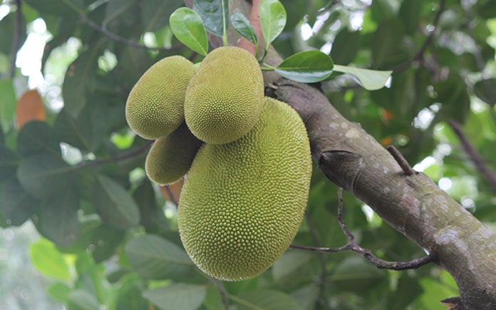 Mơ thấy quả mít nhiều, đầy cây mít