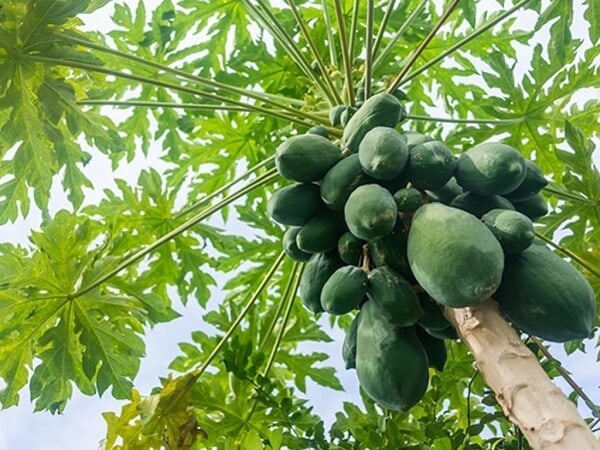 Nằm mơ thấy quả đu đủ báo hiệu điều gì về tương lai?