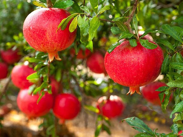 Nằm mơ thấy quả lựu ẩn chứa thông điệp thú vị gì?