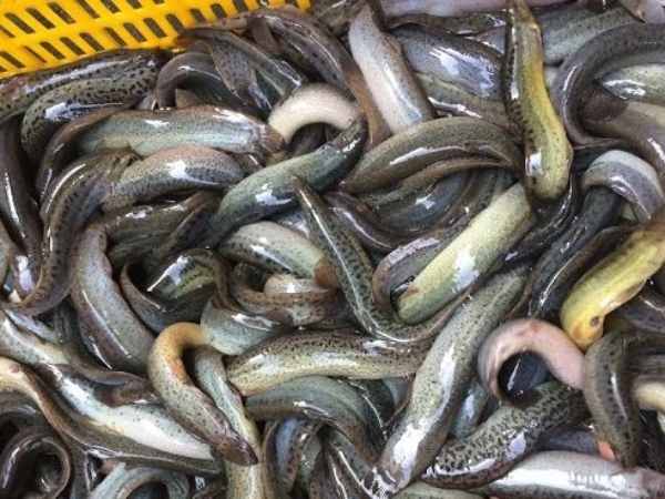 Chiêm bao thấy bắt được cá chạch bằng tay