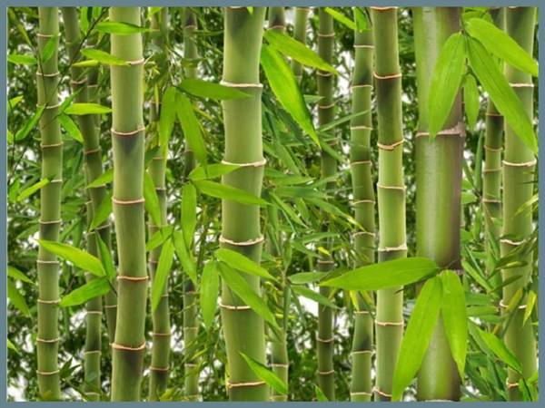 Mơ thấy mình trồng cây tre