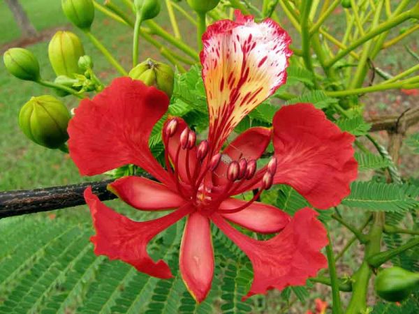 Mơ thấy hoa phượng đỏ mang thông điệp gì ẩn sâu?
