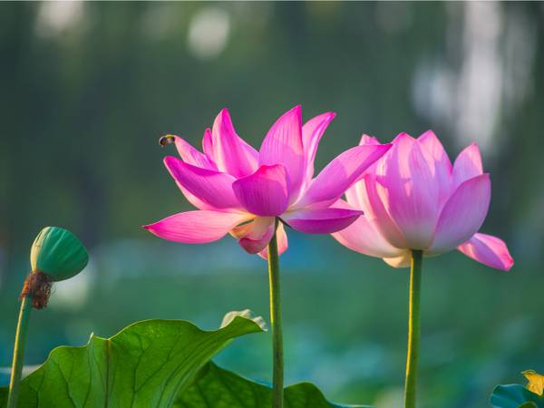 Mơ thấy hoa sen báo điềm gì trong công việc, sự nghiệp?