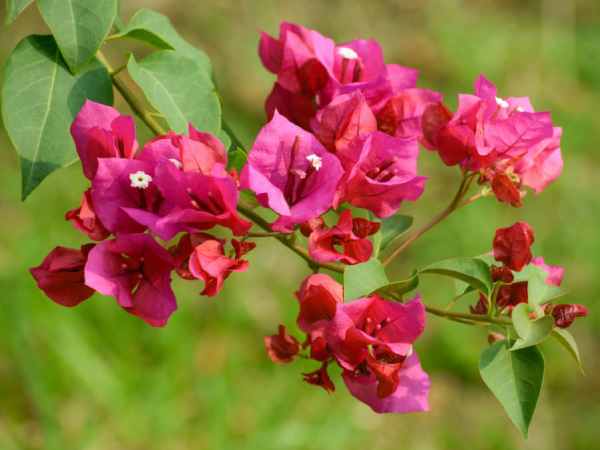 Mơ thấy hái hoa giấy