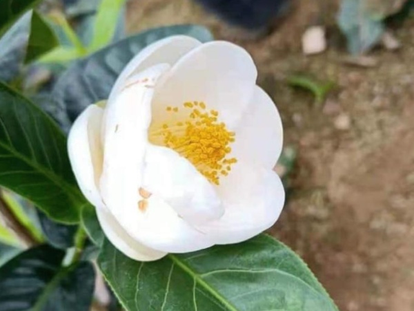 Nằm mơ thấy hoa hải đường phản ánh điều gì?