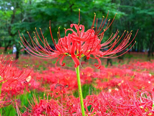 Ngủ mơ thấy hoa bỉ ngạn có phải điềm báo chia ly?