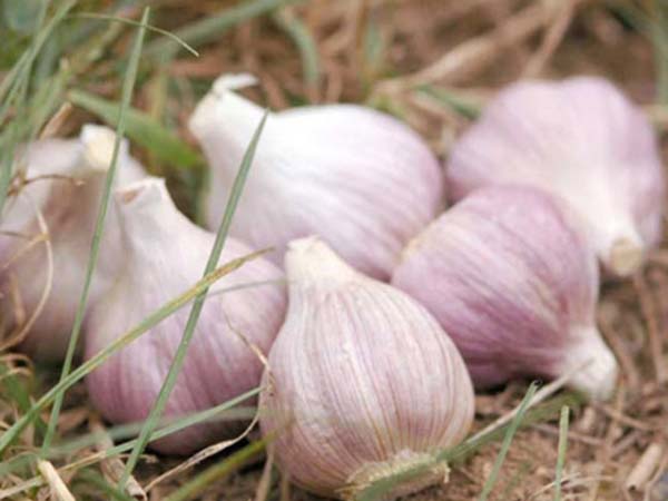 Nằm mơ thấy củ tỏi nhiều màu sắc khác nhau