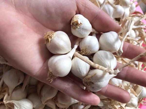 Nằm mơ thấy củ tỏi và những bí ẩn, ý nghĩa, điềm báo may mắn