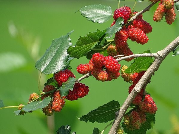 Nằm mơ thấy quả dâu tằm điềm gì đen hay đỏ?