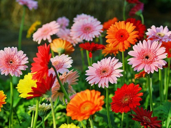 Nằm mơ thấy hoa đồng tiền cần chú ý điều gì?