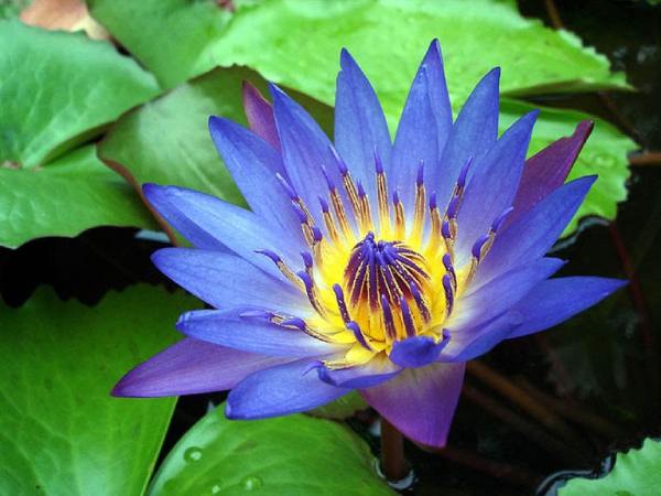 Mơ thấy hoa súng báo hiệu tài lộc hay rắc rối sắp tới?