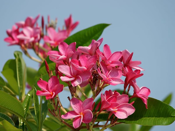 Ngủ mơ thấy hoa đại có điềm báo tâm linh gì?