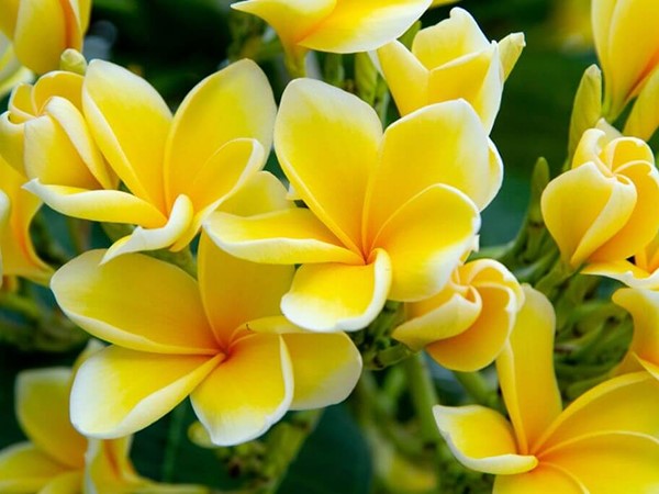 Ngủ mơ thấy hoa đại có điềm báo tâm linh gì?