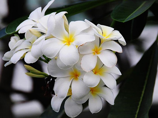 Ngủ mơ thấy hoa đại có điềm báo tâm linh gì?