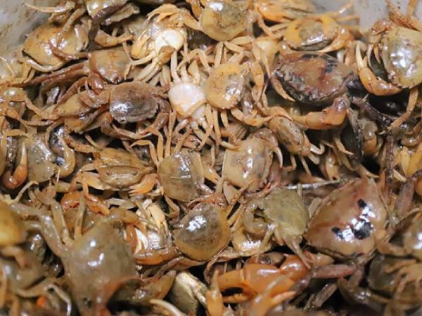 Chiêm bao thấy cua đồng bò vào nhà