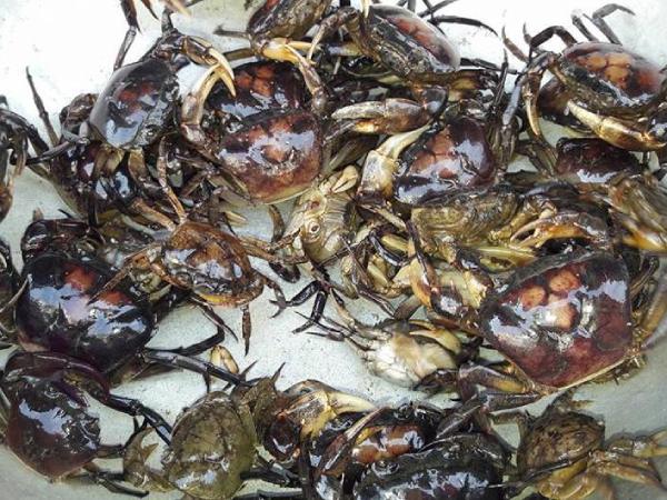 Nằm mơ thấy cua đồng đánh nhau hoặc cắn nhau