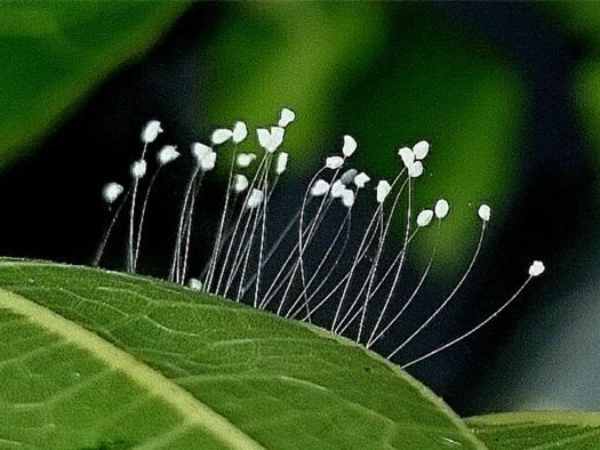Nằm mơ thấy hoa ưu đàm ẩn giấu điềm báo may mắn gì?