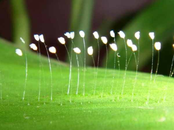 Nằm ngủ mộng thấy hoa Ưu Đàm nở rộ