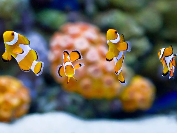 Giải mã ý nghĩa giấc mơ thấy cá cảnh dưới góc nhìn tâm lý học