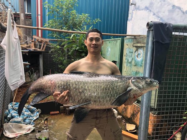 Mơ thấy cá to bơi dưới nước