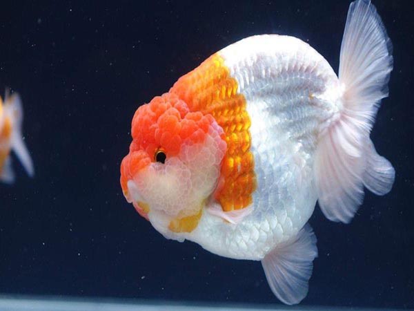 Mơ thấy cá vàng và những điềm báo bạn nên biết