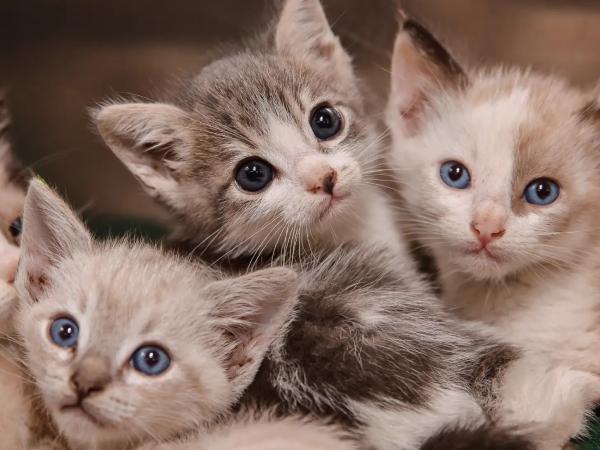 Giải mã ý nghĩa giấc mơ thấy đàn mèo theo phong thủy