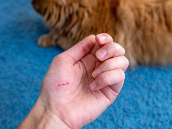 Lời khuyên khi nằm mơ thấy mèo cào