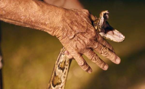 Mơ thấy bắt được rắn rồi thả đi
