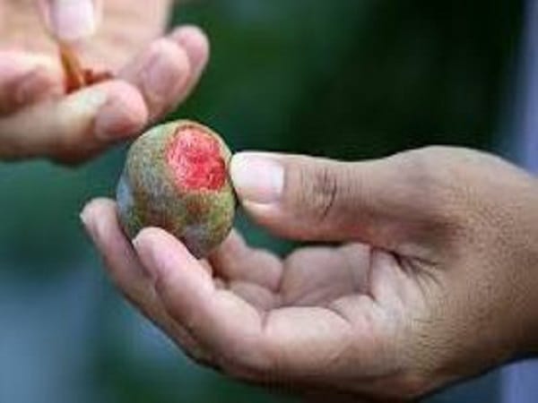 Ý nghĩa chung khi mơ thấy ăn mận