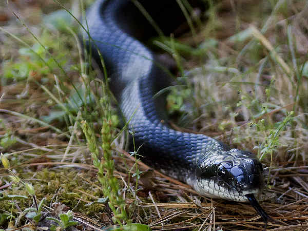 Hé lộ nằm mơ thấy rắn màu đen là điềm gì, số mấy đại cát?