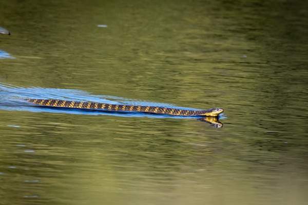 Nằm mê thấy rắn nước chết