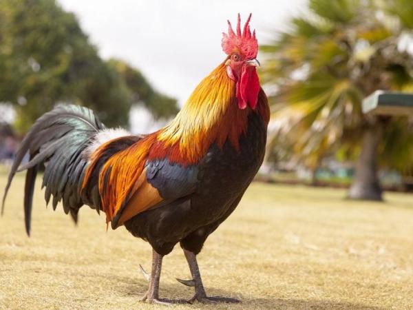 Nằm mơ thấy gà có số gì tài lộc mang ý nghĩa gì Nằm mơ thấy gà có số gì tài lộc mang ý nghĩa gì