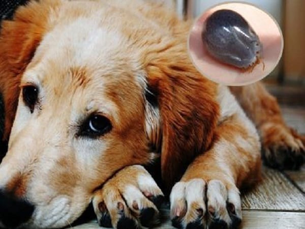 Giải mã nằm mơ thấy ve chó là tốt hay xấu từng trường hợp