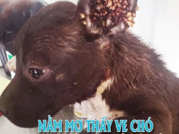 Chiêm bao thấy ve chó rơi xuống đất