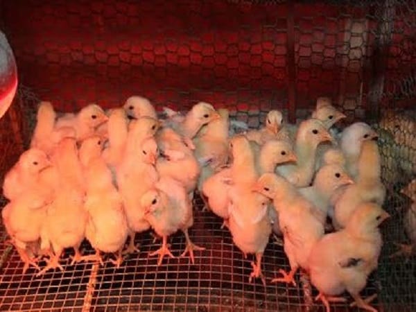 Ý nghĩa chung khi mơ thấy nhiều gà con