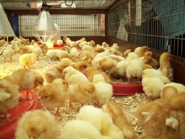 Chiêm bao thấy nhiều gà con đang ăn