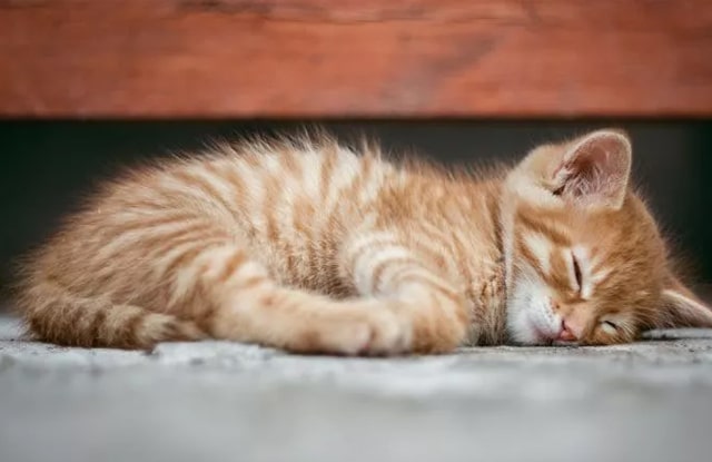 Nằm mơ thấy mèo chết ngoài đường
