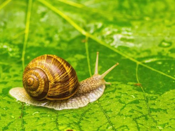Con ốc số mấy, nằm mơ thấy con ốc là điềm gì, đen hay đỏ?