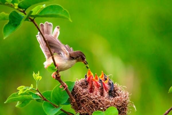 Mơ thấy chim làm tổ trong nhà