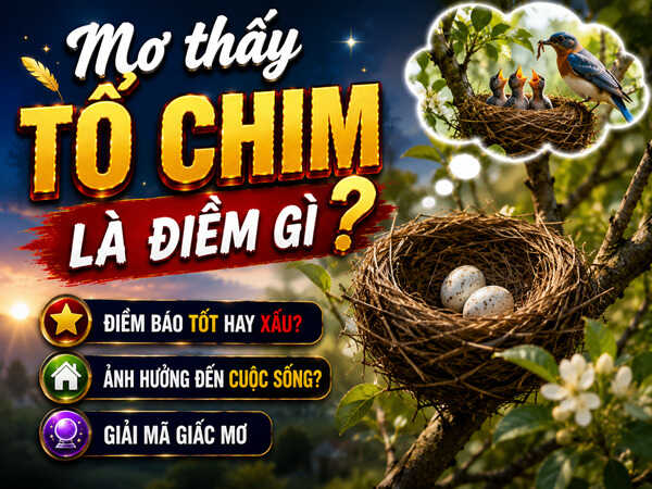 Nằm mơ thấy tổ chim có ý nghĩa gì, có số nào lộc phát?